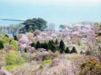庶野さくら公園の桜の写真