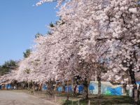 合浦公園の桜