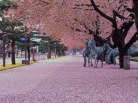 十和田市官庁街通り（駒街道）の桜の写真