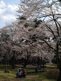 舘野公園の桜の写真