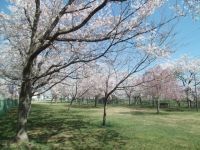 小川原湖公園の桜の写真