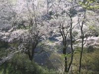 鍋倉公園の桜の写真