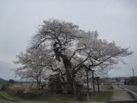 弘法桜の写真
