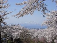 花巻温泉の桜 花見特集22