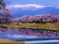 白石川堤一目千本桜の写真