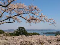 西行戻しの松公園の桜の写真