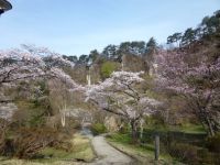 きみまち阪県立自然公園の桜の写真