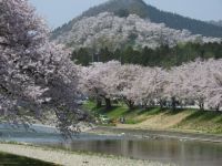 八乙女公園の桜の写真