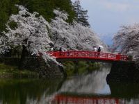 松が岬公園の桜の写真