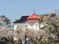 鶴岡公園の桜の写真