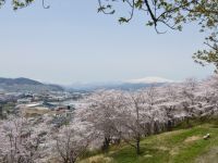 寒河江公園の桜の写真