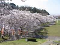 天童公園（舞鶴山）の桜の写真