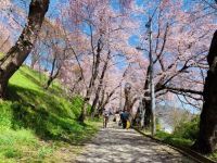 烏帽子山公園の桜の写真
