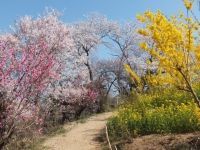 花見山公園の桜の写真