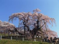 三春滝桜の写真