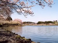千波湖畔の桜の写真