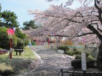 かみね公園の桜の写真