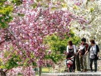 静峰ふるさと公園の桜の写真