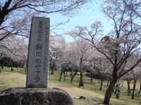 磯部桜川公園の桜の写真