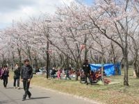 神之池緑地公園の桜の写真