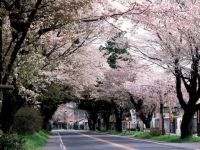 日光街道桜並木の写真