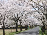 太平山の桜の写真