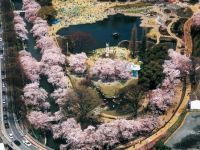 楽歩堂前橋公園の桜の写真