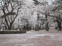 大宮公園の桜の写真