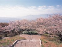 美の山公園の桜の写真