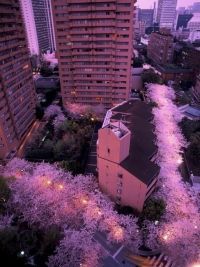 アークヒルズの桜の写真