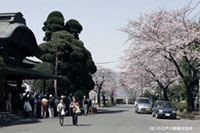 初雁公園の桜の写真