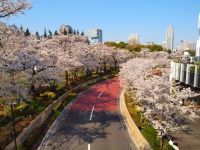 東京ミッドタウンの桜の写真