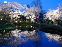 六本木ヒルズ 毛利庭園・六本木さくら坂の桜の写真