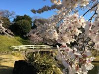小石川后乐园的樱花