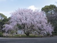 六義園の桜の写真