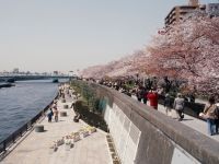 隅田公園（台東区側）の桜の写真