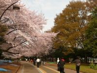 驹泽奥林匹克公园的樱花