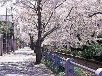 呑川緑道・呑川親水公園の桜の写真