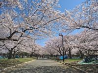 代々木公園の桜の写真