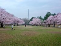 光之丘公园的樱花