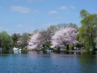 石神井公园的樱花