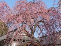 都立滝山自然公園の桜の写真