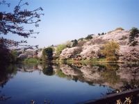 県立三ツ池公園の桜の写真