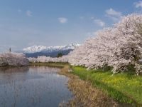 高田城址公園の桜の写真