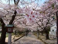 弥彦公園の桜の写真