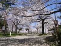 高岡古城公園の桜の写真