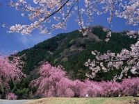 竹田の里のしだれ桜の写真