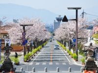 武田通りの桜の写真