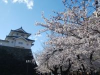 舞鶴城公園（甲府城跡）の桜の写真