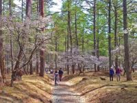 富士山吉田口登山道中ノ茶屋エリアの桜の写真